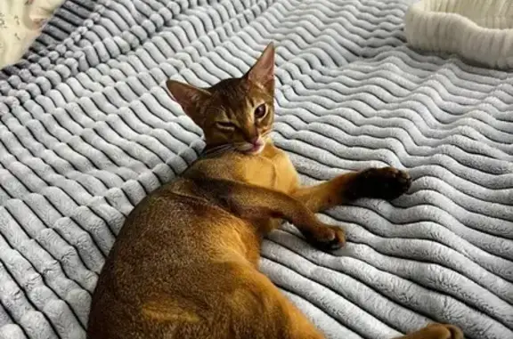 Кошки потеряшки, Москва, фото: Потеряшка кошка, Авиационная 70к2, Москва