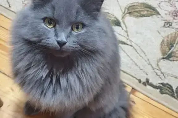 Пропала кошка, ул. Володарского 7, Котлас