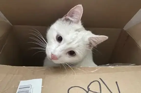 Потерянные животные Новый Оскол, фото: Пропала кошка, Крупская 16, Новый Оскол