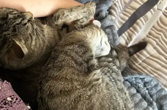 Потерянные животные Ханты-Мансийск, фото: Пропала кошка, ул. Механизаторов, 3В