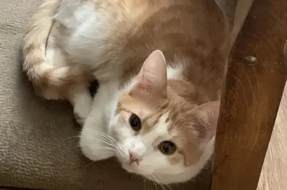 Объявления о пропавших и найденных животных, Омск, фото: Пропала кошка на 21-й Амурской, 73, Омск