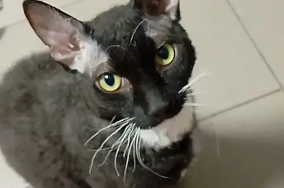 Кошки потеряшки, Химки, фото: Потеряшка кошка Вини, Химки, ул. Мельникова, 25