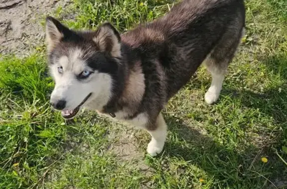 Собака найдена: Подлесный, Курская обл.