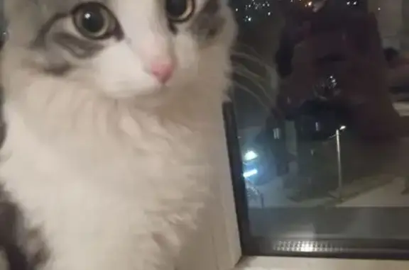 Найдена кошка, Иваново, фото: Найдена кошка, Советская ул. 45, Иваново