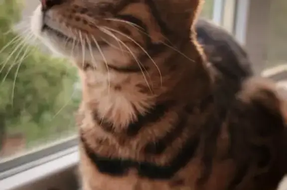 Найдена кошка, ул. Королева, 21, Обнинск