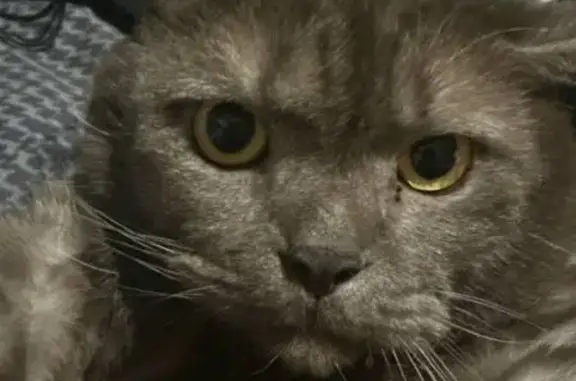 Кошки потеряшки, Саранск, фото: Потеряшка кошка, пер. Кириллова, 4, Саранск