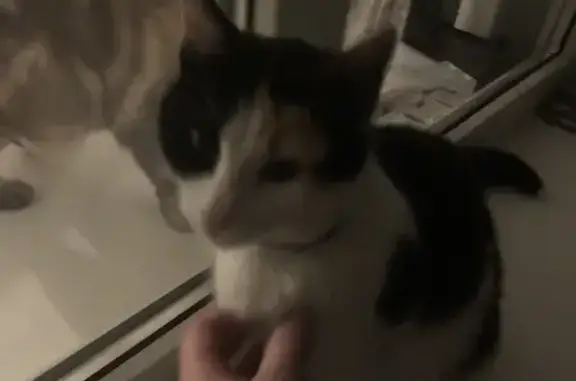 Кошка найдена на Генерала Штеменко, 24