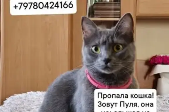 Пропала кошка Пуля, ул. Дм. Ульянова, 11