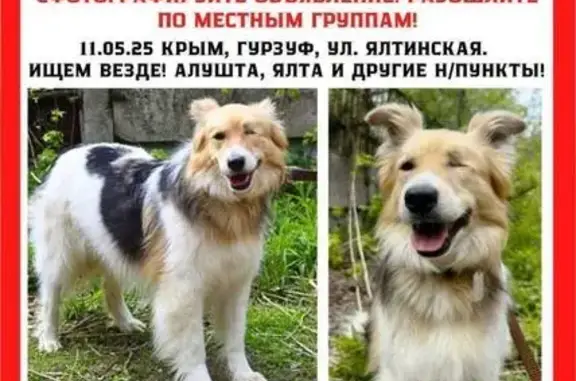 Пропала собака, Строителей 10А, Гурзуф