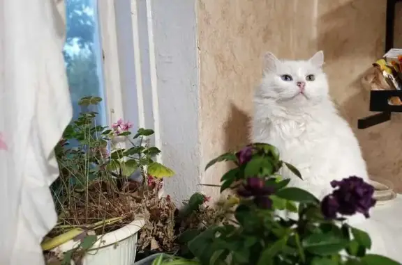 Пропала белая кошка, ул. Пожарского 14