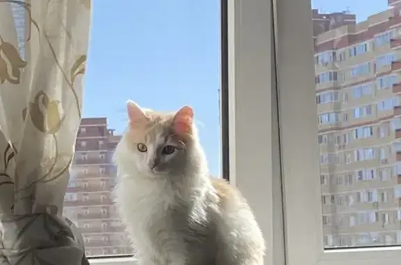 Пропал кот Персей, ул. Строителей, 14