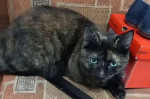 Кошки потеряшки, Ростов-на-Дону, фото: Потеряшка кошка, Каракумская 61, Ростов-на-Дону