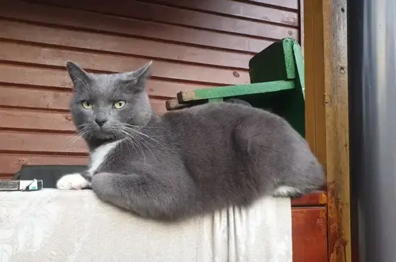 Пропала кошка, Лесная ул., 12, Лесной
