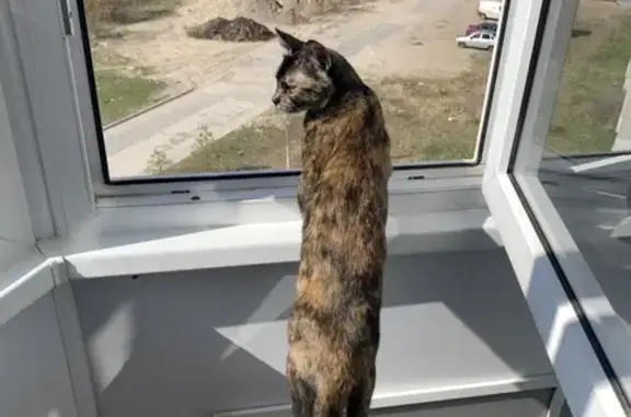 Кошки потеряшки, Северодвинск, фото: Потеряшка кошка, Октябрьская 49, Северодвинск