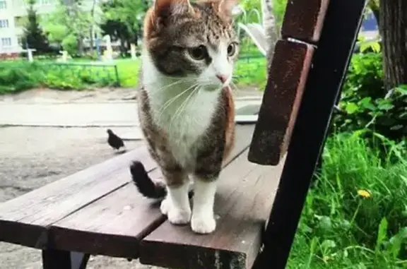 Кошка найдена: Чебоксары, Чувашия