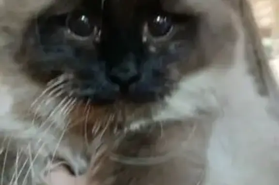 Сиамская кошка найдена, Новосибирская 95