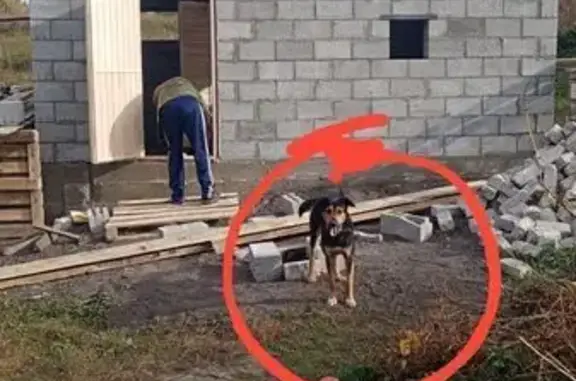 Пропала собака, Ульяновск, Дворцовая 11А