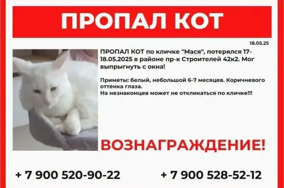 Пропала кошка, пр. Строителей 42 к.2