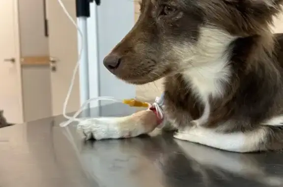 Собаки потеряшки, Шахты, фото: Потеряшка собака, Ударный пер., 27, Шахты