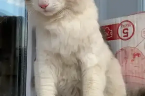 Найденные животные Бердск, фото: Кошка найдена: Островского, 69А, Бердск