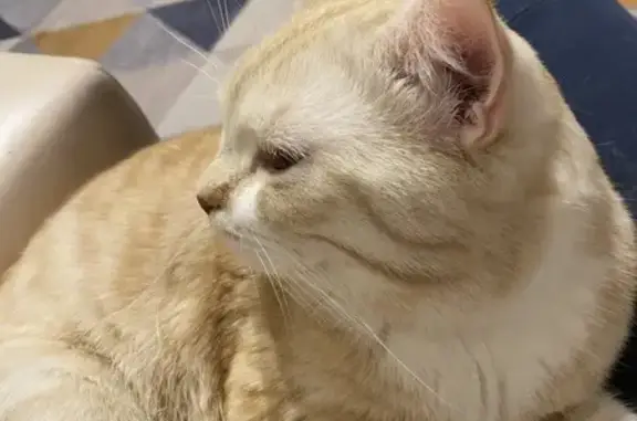 Потерянные животные Печора, фото: Пропала кошка, Спортивная 63, Печора