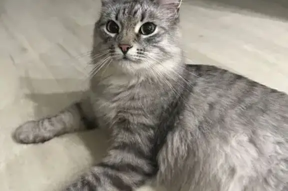 Найденные животные Нижневартовск, фото: Найдена кошка, ул. Чапаева, 13к1, НВартовск