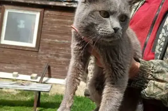 Найдена кошка, Поляны, фото: Кошка найдена: 17 Новая ул, Поляны