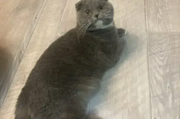 Пропала кошка, ул. Планетная, 4, Москва