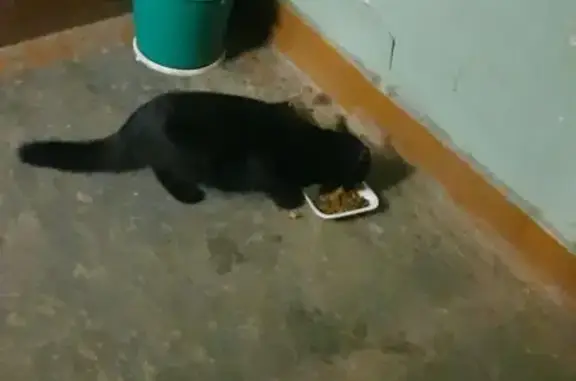 Кошка найдена на Шагова, 105, Кострома