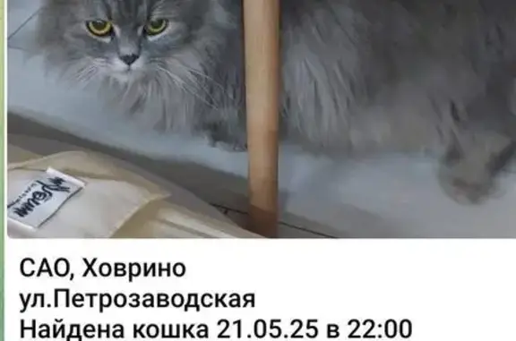 Найдена серая кошка на Петрозаводской, 11