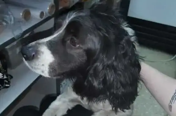 Спаниель найден на ул. Новаторов, 5, Иркутск