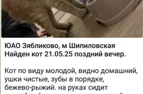 Кошка найдена у метро Шипиловская, Москва