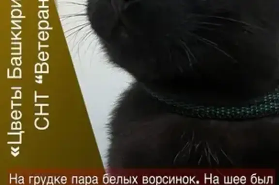 Пропала кошка, ул. Красная 27, Уфа