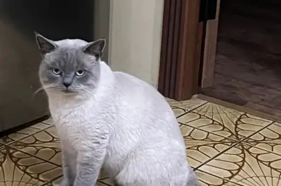 Кошки потеряшки, Воронеж, фото: Потеряшка кошка, Садовое Кольцо, 44Д