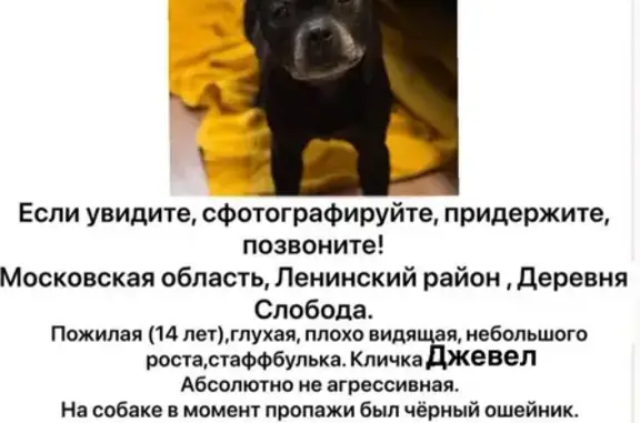 Пропала собака, Радужная 11, Слобода