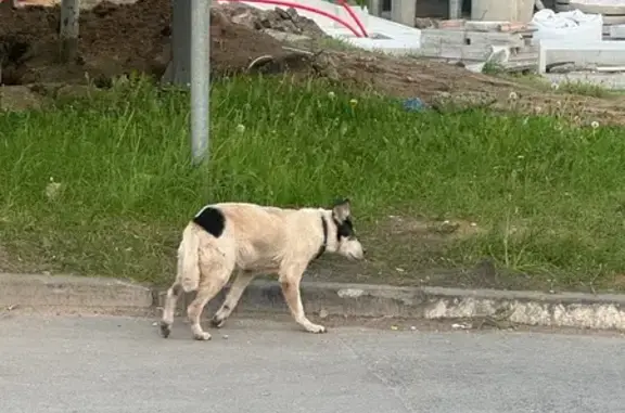 Найдена собака, Москва, фото: Щенок найден: Старопетровский пр., 2а, Москва
