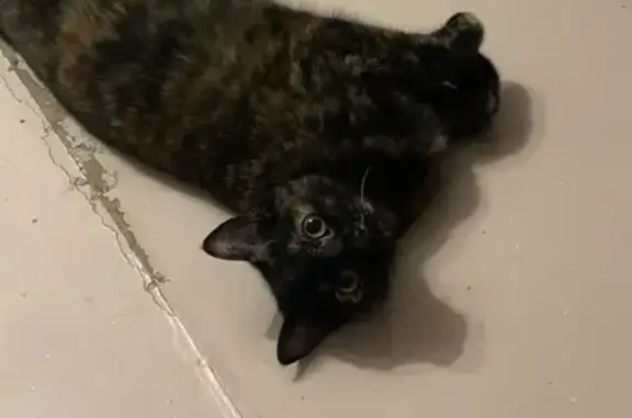 Кошки потеряшки, Златоуст, фото: Потеряшка кошка, ул. 40 лет Победы, 14А