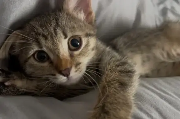 Кошки потеряшки, Ульяновск, фото: Потеряшка кошка, Камышинская 62, Ульяновск