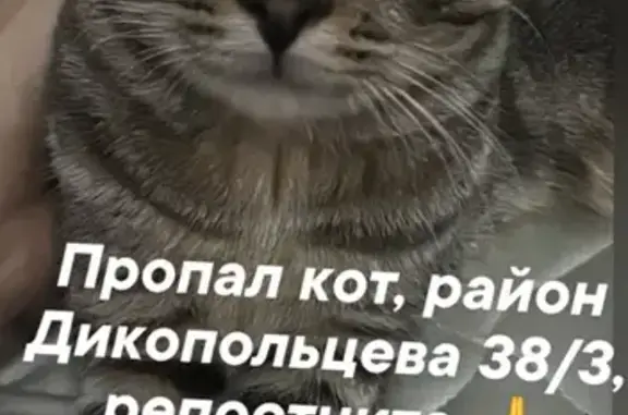 Потерянные животные Комсомольск-на-Амуре, фото: Пропала кошка, ул. Дикопольцева 38/3