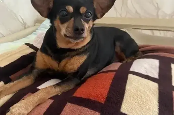 Собаки потеряшки, Гурьевский городской округ, фото: Потеряшка собака, ул. Фабричная 1, Гурьевск