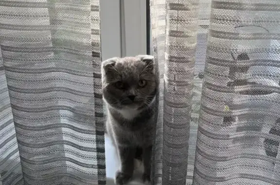 Пропала кошка, Москва, Вислоухий серый