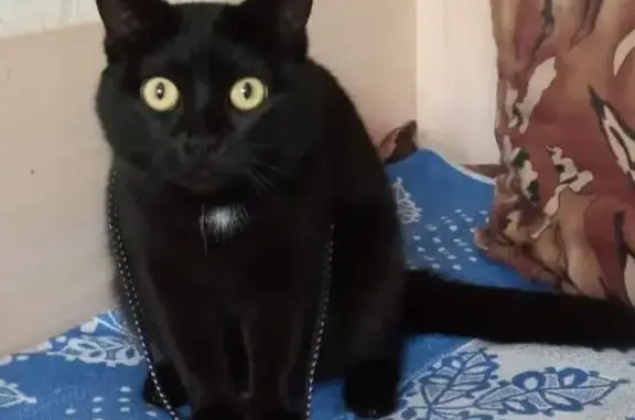 Кошки потеряшки, Новосибирск, фото: Потеряшка кошка, б-р Молодежи, 30, НСК