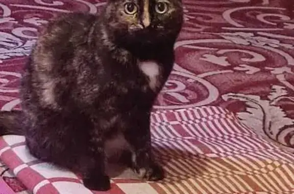 Кошки потеряшки, Барнаул, фото: Потеряшка кошка, ул. А. Юрина 123, Барнаул