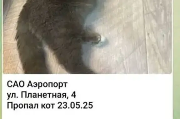 Пропала кошка, Планетная 4, Москва