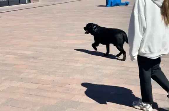 Собака у ТЦ Z Форт, ул. Баранова, 1