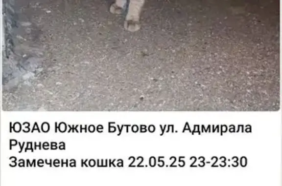 Кошка найдена, ул. Лазарева, 41 стр. 1