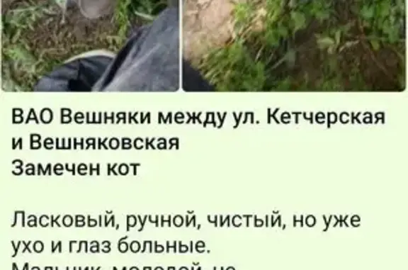 Кошка найдена: ул. Кетчерская, 2к4, Москва