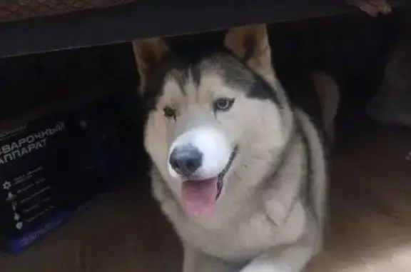 Найдена собака, ул. Титова, 5, к.4, Пенза