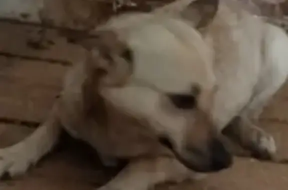 Найдена собака, Камышлов, фото: Собака найдена: Камышлов, Декабристов 25