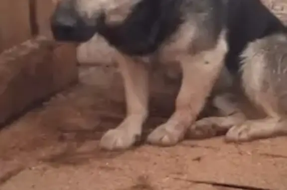 Найдена собака, Камышлов, фото: Собака найдена: Ирбитская 66, Камышлов